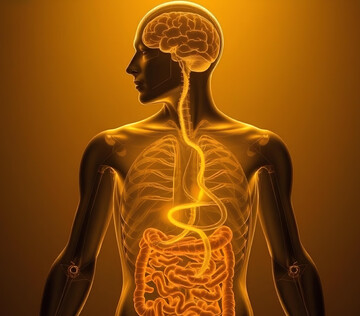 Исследование выявило удивительную связь между ритмами кишечника и мозга