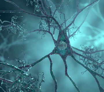 В Японии раскрыли механизм гибели моторных нейронов при БАС