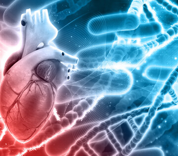 Влияние иммунной системы на развитие инфаркта