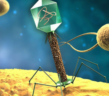Биологи РАН открыли бактериофаг, уничтожающий опасные для человека бактерии