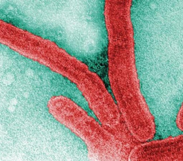 ВОЗ: Экваториальная Гвинея подтвердила вспышку болезни, вызванной Марбургским вирусом