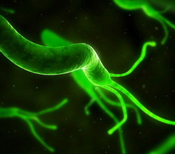 Ученые из ИТМО разработали новый способ обнаружения Helicobacter pylori