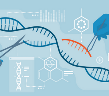 Новый метод работы с CRISPR снижает нежелательные изменения в геноме на 70%