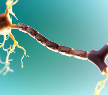 Исследование подтверждает потенциал Клемастина в восстановлении миелина у пациентов с рассеянным склерозом