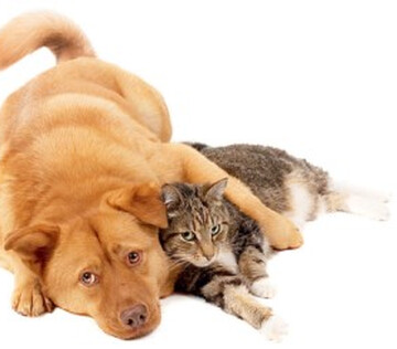 Домашние кошки и собаки снижают риск пищевой аллергии у детей